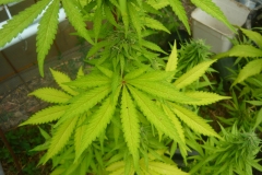 Natural Raw Cannabis Leaf and Bud