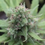 Herbal Cannabis FM flower
