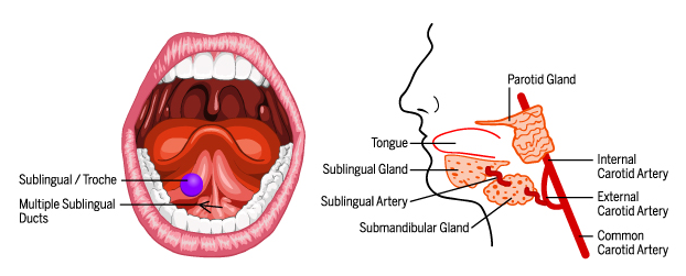 sublingual-application