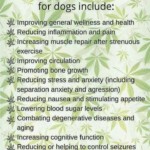 cbd-for-dogs