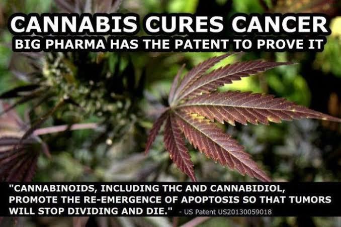 cannabis-cures-cancer