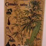cannabisposter