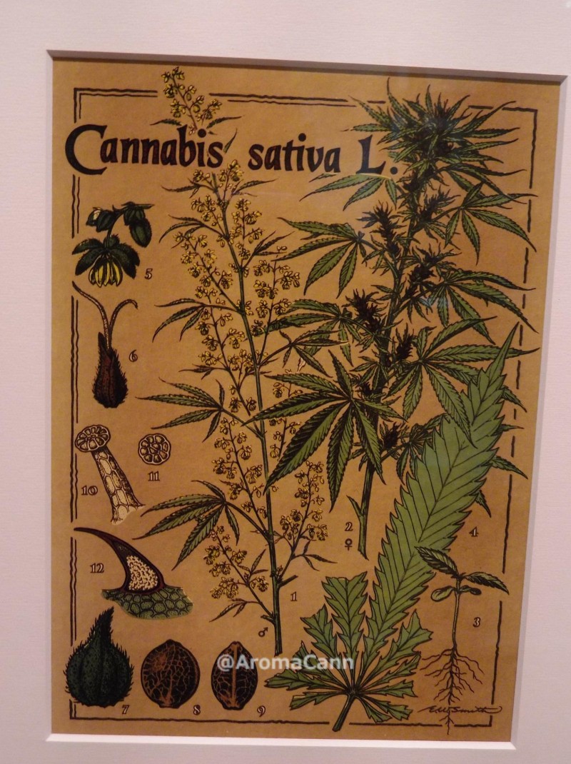 cannabisposter