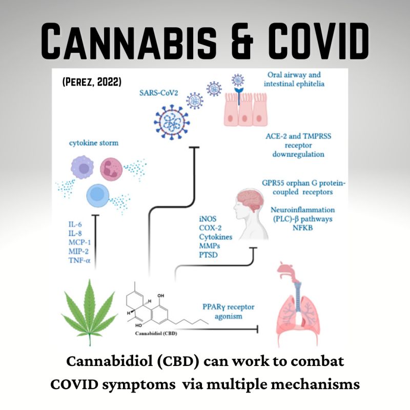 cbd-v-covid